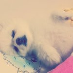 [사진有]미모돋는 메롱이