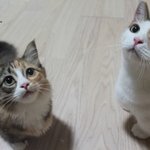 달록이와 쫑이 (먼치킨 고양이)를 소개해요~