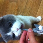 <b>데빌</b>냥이 되어버린 스코티쉬 폴드