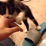 [노안고양이] 주인을 갖고 노는 고양이 ㅡㅡ