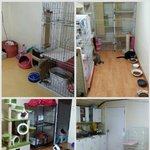 [인어공주] 안락사 위기에서 구해온 냥이들인데 소식이 없네요..ㅠㅠ