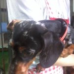 [내사랑요키] 강릉)매력적인 <b>닥스</b> 아가씨 보석이의 가족이 되어 주세요~...