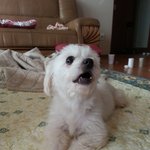 [내사랑요키] 지극한모성애~착한성격~애교많은 <b>아라</b>의 새가족이 되어 주세요.