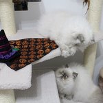 [아리와<b>베리</b>] [히말라얀고양이]할로윈 고양이~~!@