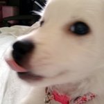 [봉구네] 봉구 인사드립니다 ^^