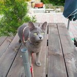 3탄. 족제비(페럿)와 냥이의 알콩투닥이야기