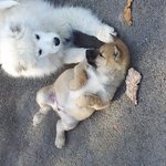 <b>배가</b>부르다르르