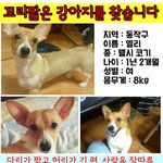 [서울 동작구 관악구] 엘리를 찾아요.