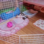 [고양이] 좋은분들<b>감사</b>해요^^