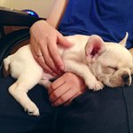 사진스압! 프랜치<b>불독</b> 미 엘의 성장기!