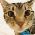 [<b>오키</b>도키네] 미국 사는 초보 집사들의 고양이 적응기! 2탄