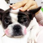 내 늙은 <b>짱아</b>와 어린 깜디