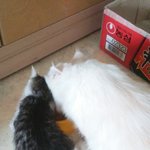 <b>애기고양이</b>몇개월인지!