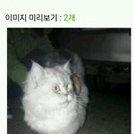 페르시안 <b>암컷</b> 고양이주인을찾습니다