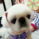 고양이세마리 강아지한마리는 동거중