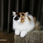 [유봉이네] 고양이들의 충고(유봉이네)