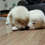 [진돗개] 진돗개 아기 2탄!