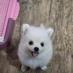 [우유] 귀욤귀욤 포메 우유 성장기