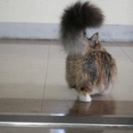 [난쟁이달쫑] 쫑이는 청설모????? 고양이?????