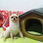 "<b>상위</b>1%견 탄생비화!!^^