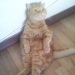 사진有)우리집귀여운<b>보리</b> 2탄!!!!!!!!!!!!!!!!