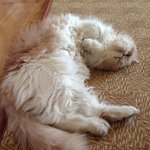 [호슈리네] 호 <b>슈리</b>네 일상(=말썽 피우기)