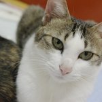 [개냥이네] [개냥이판] 개냥뉴스 "<b>아리</b>의 짜증? 고민?" 12탄