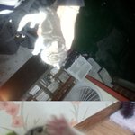 [코숏+<b>아메</b>숏] 아기 길고양이 우리 귀염이 입양처를 알아봅니다.