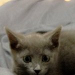 [<b>미우</b>] 마지막판 취소;;;....러시안블루"<b>미우</b>"