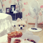 강아지를 놓고 시어머니와의 갈등