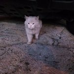 서울 <b>월계동</b> 고양이 잃어버리신 분 있으신가요