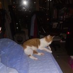 [고양이] 볼라벤 - 4 !! 찾았어요!!