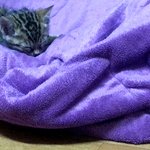 [영웅까꿍네] [1탄!!!]뱅갈 영웅,폴드 까꿍 인사드려요~^^