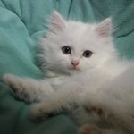 [고양이] 귀욤냥이 <b>루시</b>예욤ㅋ 뿌잉뿌잉