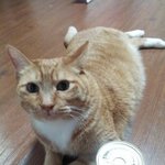 [고양이] 고양이를 잃어버렸어요 . 인천 서구 한번씩 봐주세요 ㅠㅠ