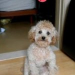 간식안줘서 삐진 강아지  <b>종류</b>가 뭔가요ㅠㅠㅠ