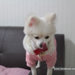 [한글이] 한글이의 청춘일기 [46]