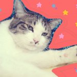 [고양이] 치명적인 매력의 그녀 니오