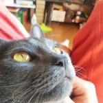 [<b>쿠크</b>다스] 샤트룩스고양이 <b>쿠크</b>다스