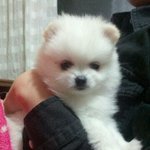 안녕하세요   뭉이인사드려여^.^