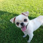 [강아지찾음] (사례금 백만원) 인천 <b>남동구</b> 간석동 페키니즈 흰색...