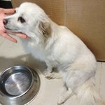 <b>서산</b> 강아지 유기!!!! 찾았습니다!!!!!!!!!!!!!!!!...