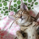[<b>영웅</b>까꿍네] [2탄!!!]<b>영웅</b>&amp;까꿍"톡"돼다!!!(개님들도 출연해요...