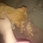 쉬운 고양이 내생애 최고의 개냥이의 <b>집사</b>님들!!