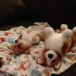 귀여운 <b>웰시</b>코기의 일상 생활.jpg