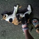 [길냥이] 보고싶어도 볼수가없네요.