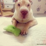 [샤페이봉구] [샤페이봉구]  오랜만이에요 봉구사진 많이담아왔습니다...