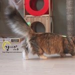 [댤쭁] 다리짧은 먼치킨 고양이 <b>사냥</b> 할듯 말듯 답답해 죽겠넹!!!...