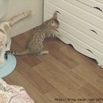 [영웅까꿍네] [3탄!!!]"꾹꾹"이하는대갈냥 까꿍&amp;영웅 어제이야기