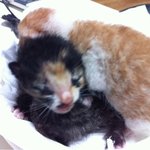 돌아오지 않아서 유기된 눈도 못뜬 <b>꼬물</b>이들이에요, 구해주세요!!...